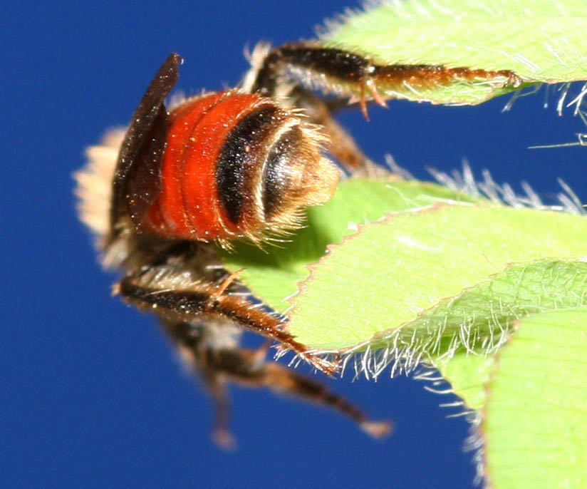 Andrena sardoa (Apidae Andreninae)