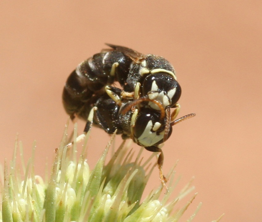 Quiz: pseudo-accoppiamento tra maschi di Hylaeus sp.