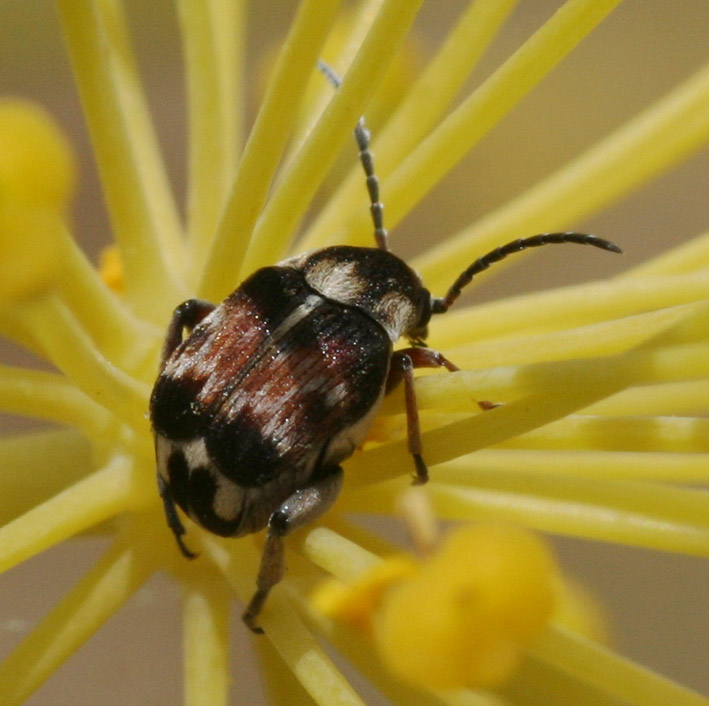 Coleottero da identificare 2: Bruchidius jocosus