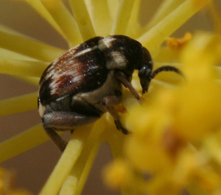 Coleottero da identificare 2: Bruchidius jocosus