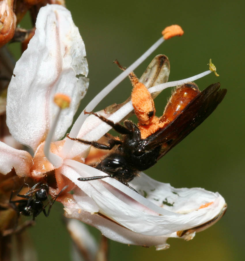 Andrena sardoa ♀ (Apidae Andreninae)
