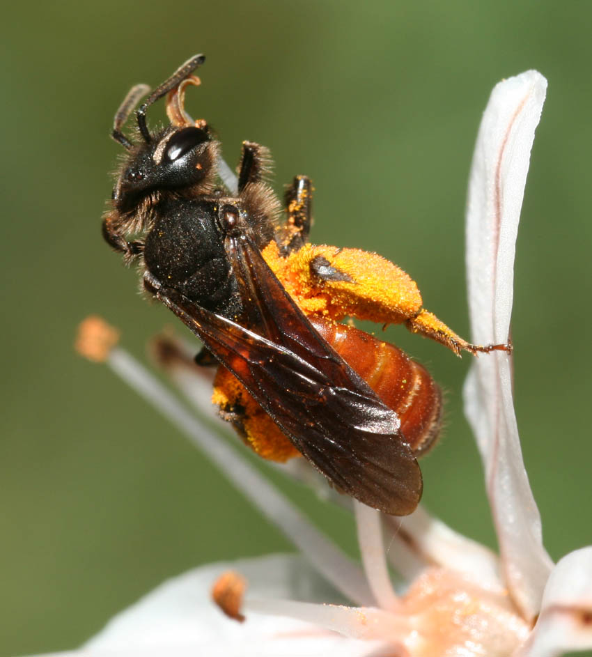 Andrena sardoa ♀ (Apidae Andreninae)