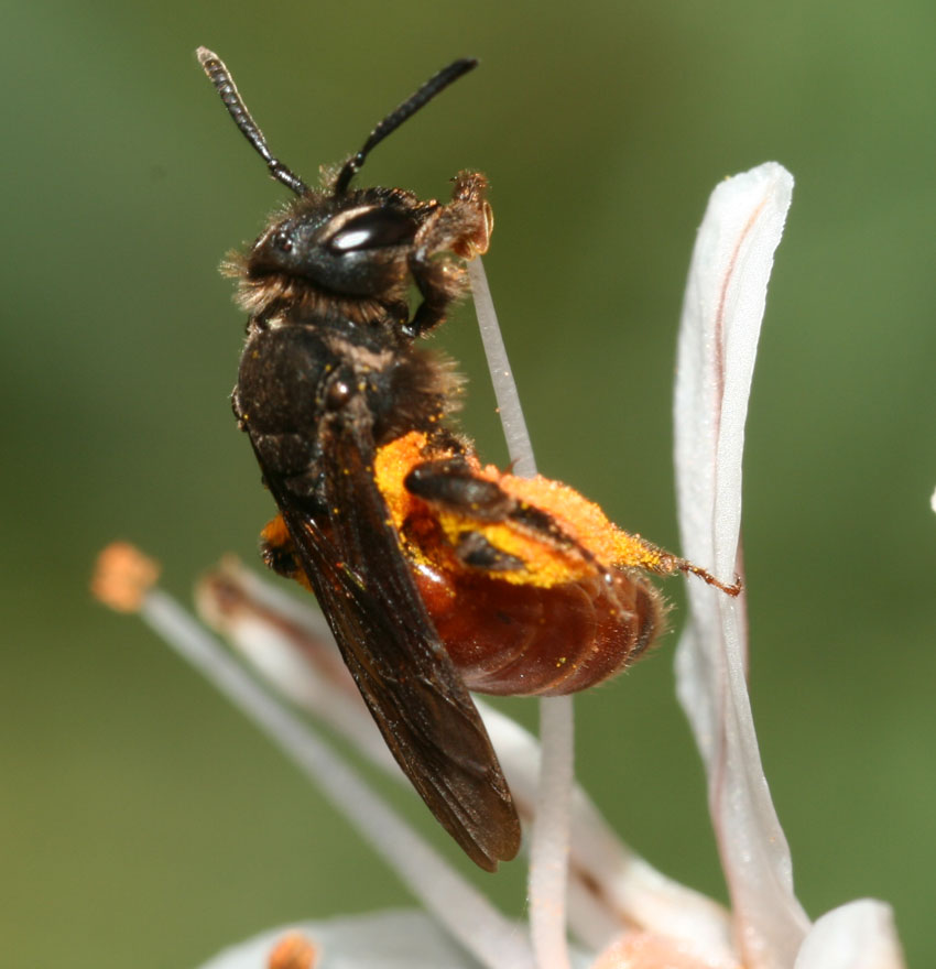Andrena sardoa ♀ (Apidae Andreninae)