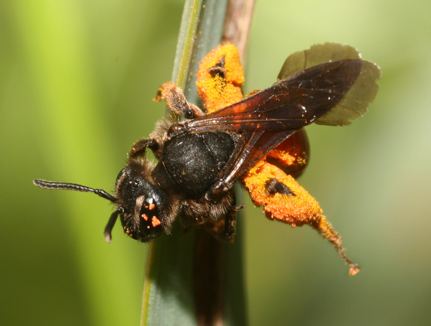 Andrena sardoa ♀ (Apidae Andreninae)