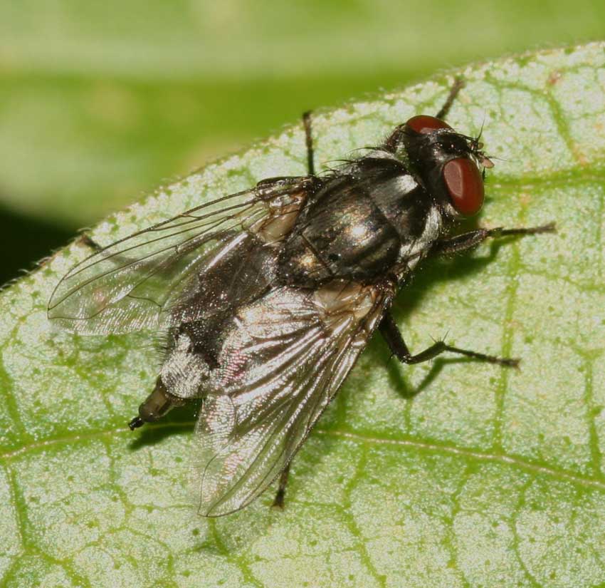 Morellia sp. F (Muscidae)