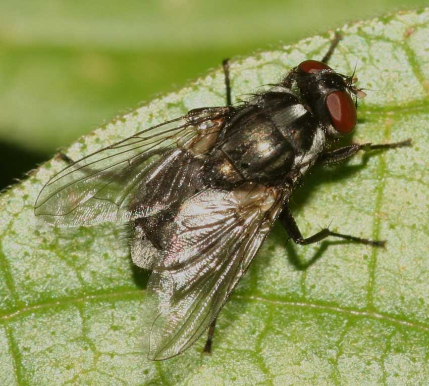 Morellia sp. F (Muscidae)