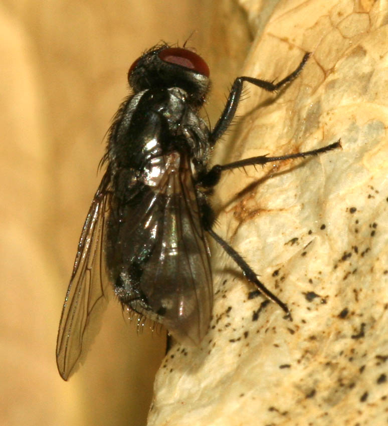 Morellia sp. F (Muscidae)