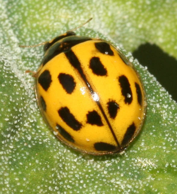 Psyllobora vigintiduopunctata?No,Propylea quatuordecimpuncta