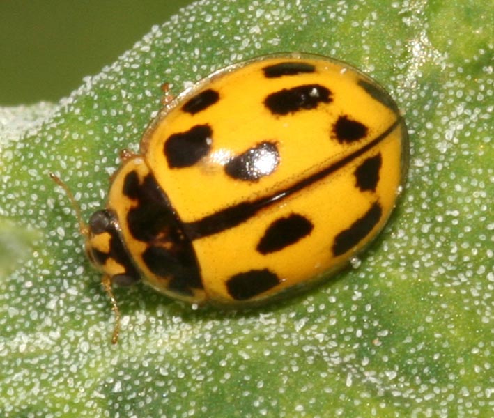 Psyllobora vigintiduopunctata?No,Propylea quatuordecimpuncta