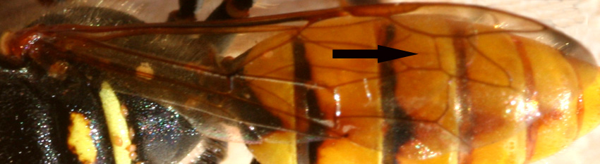 Phylanthus coronatus e altro imenottero