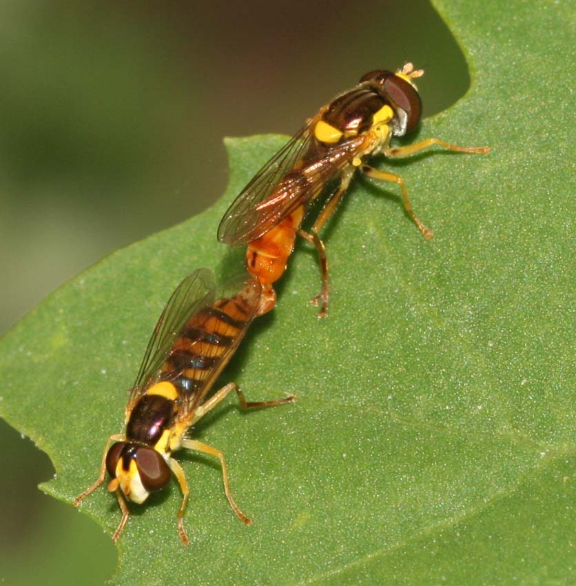 Sphaerophoria rueppelli M e F (Syrphidae)