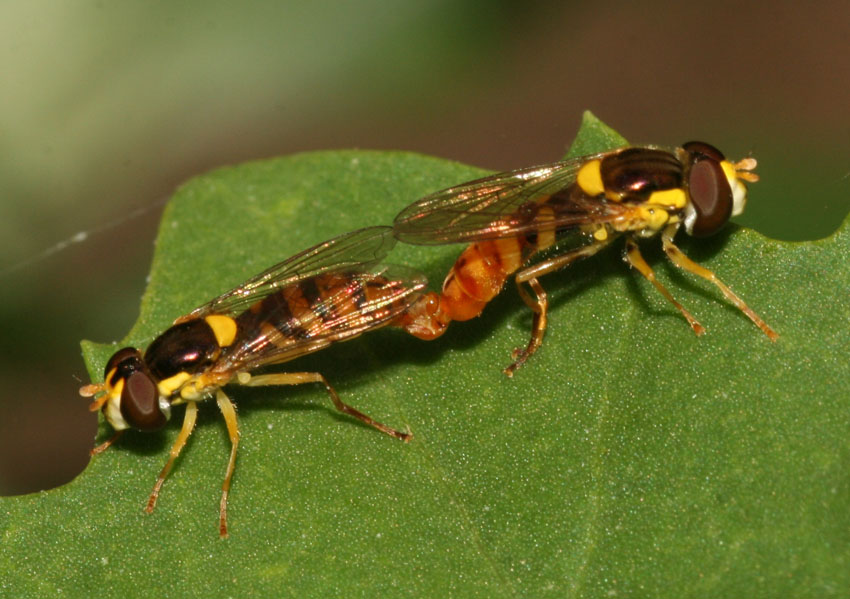 Sphaerophoria rueppelli M e F (Syrphidae)