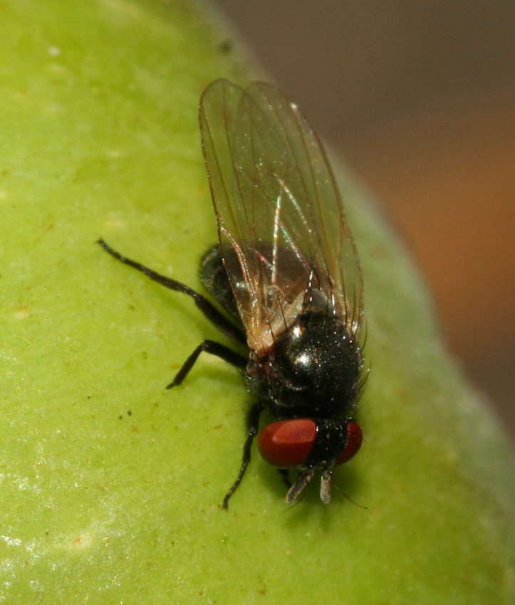 Ancora larve ingeribili: Lonchaea sp. (Lonchaeidae).