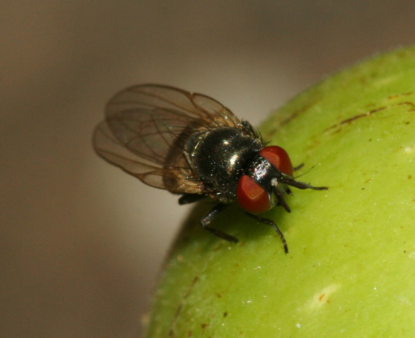 Ancora larve ingeribili: Lonchaea sp. (Lonchaeidae).