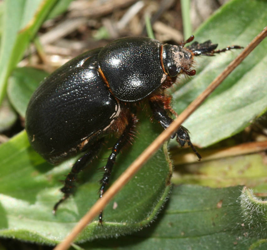 Coleottero stercorario: Scarabaeidae? - Pentodon bidens