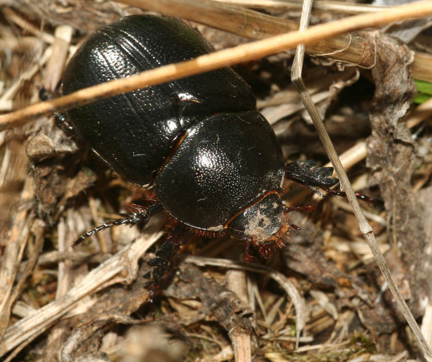 Coleottero stercorario: Scarabaeidae? - Pentodon bidens