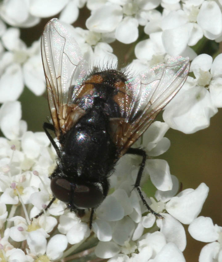 Musca autunnalis M (Muscidae)