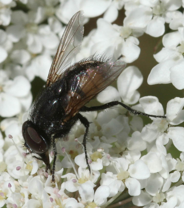 Musca autunnalis M (Muscidae)