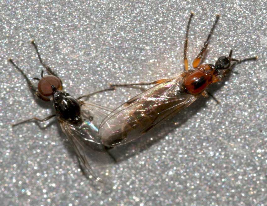 Accoppiamento di Dilophus cf.  bispinosus (Bibionidae)