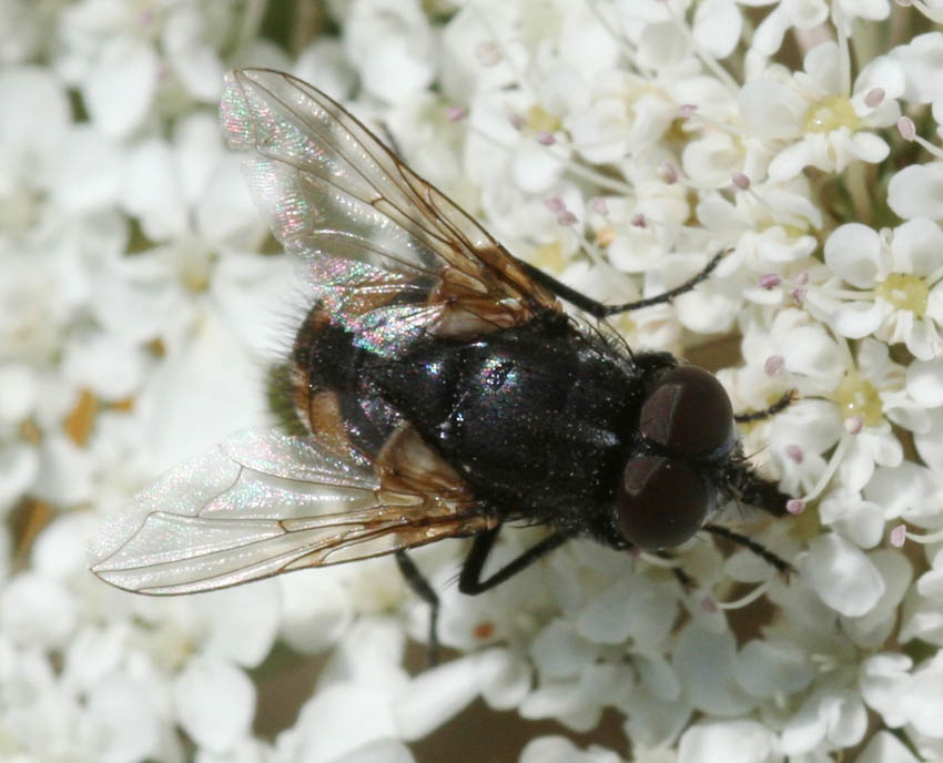 Musca autunnalis M (Muscidae)