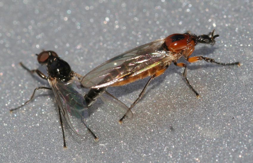 Accoppiamento di Dilophus cf.  bispinosus (Bibionidae)