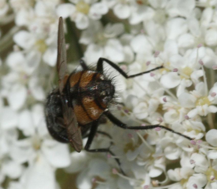 Musca autunnalis M (Muscidae)