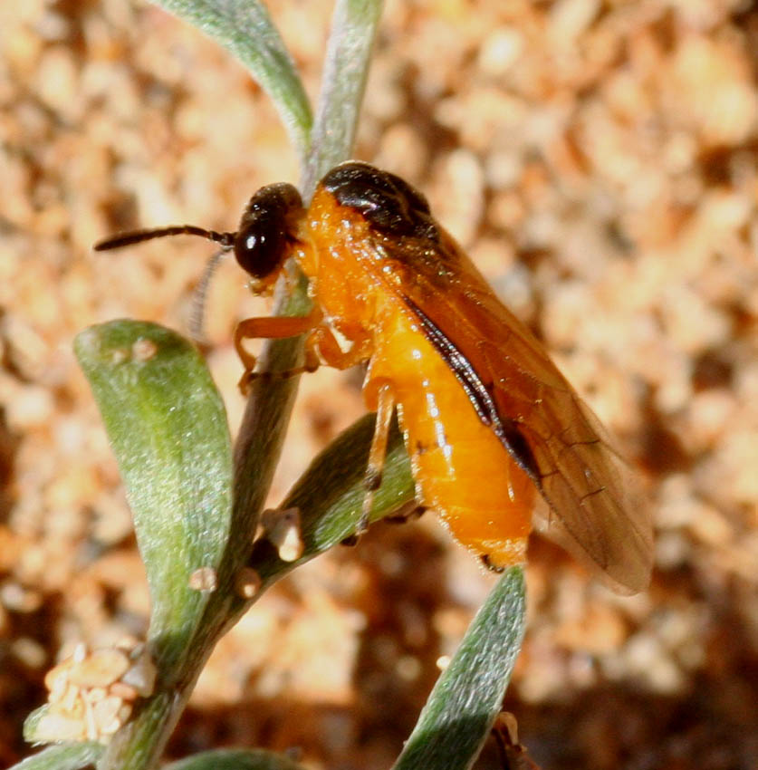 Athalia rosae (Tenthredinidae)