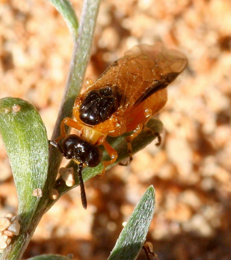 Athalia rosae (Tenthredinidae)