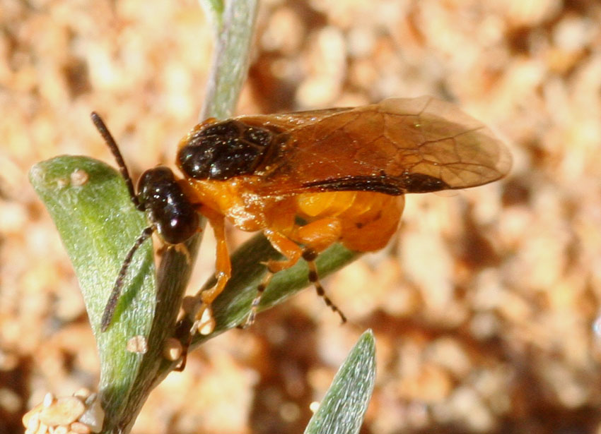 Athalia rosae (Tenthredinidae)