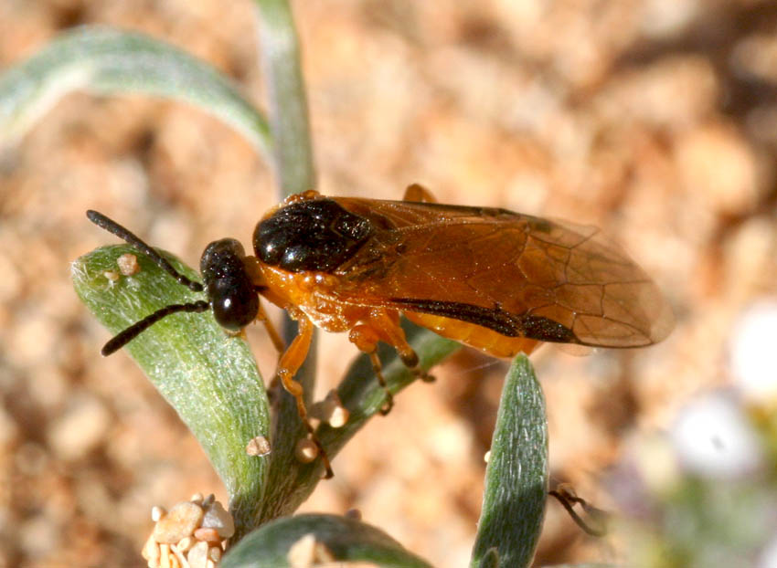 Athalia rosae (Tenthredinidae)