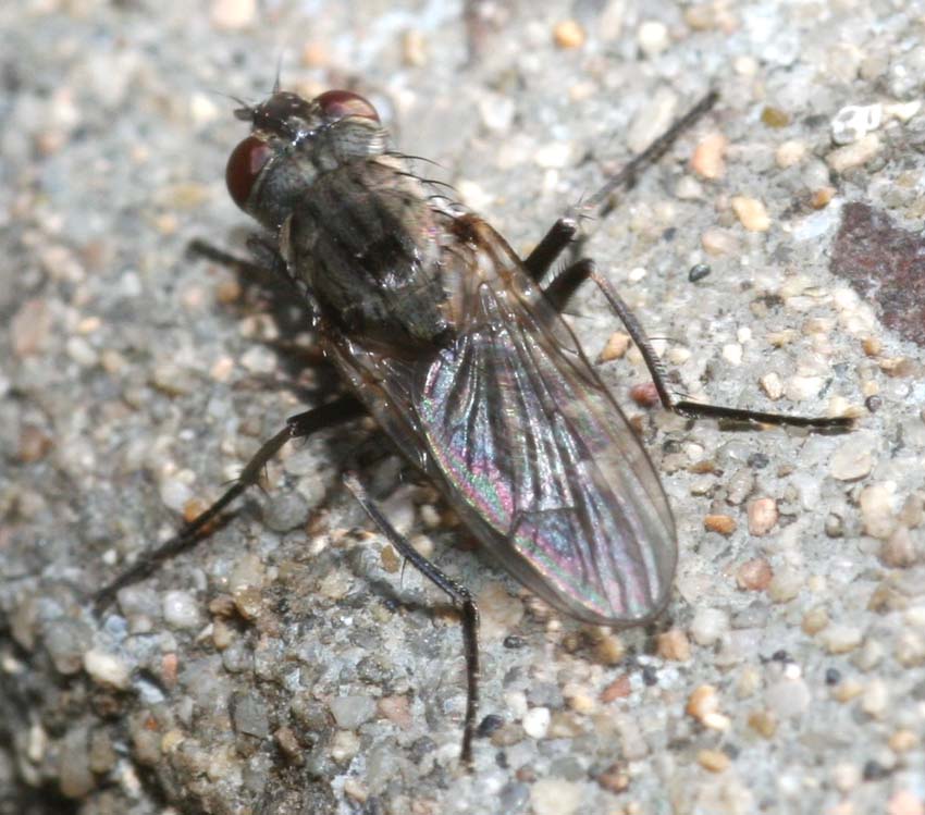 Lispe tentaculata ♀ e ♂ (Muscidae).