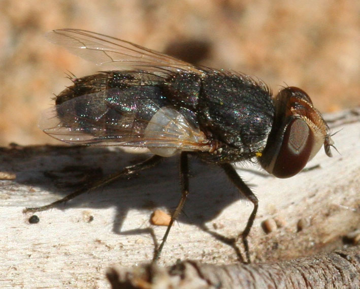 Breve storia di una Miltogramma cf. punctata (Sarcophagidae)