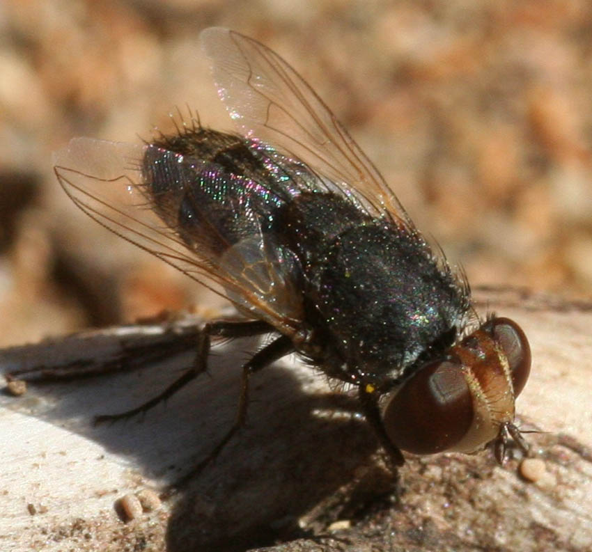 Breve storia di una Miltogramma cf. punctata (Sarcophagidae)