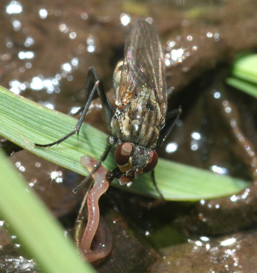 Lispe tentaculata ♀ e ♂ (Muscidae).