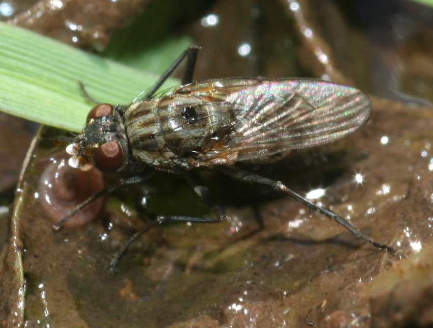 Lispe tentaculata ♀ e ♂ (Muscidae).