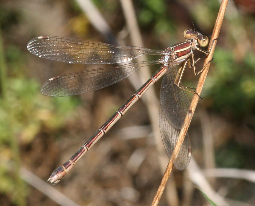 Lestes barbarus ?