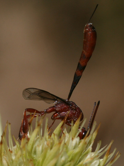 Gasteruption hastator  (Gasteruptiidae)