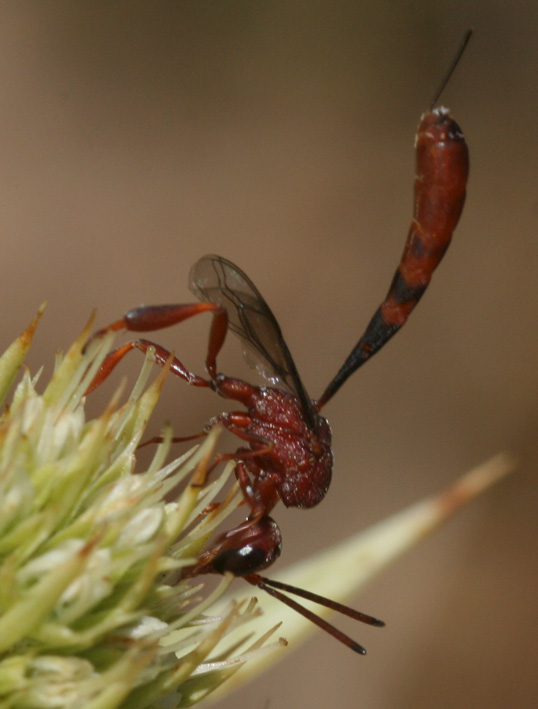 Gasteruption hastator  (Gasteruptiidae)