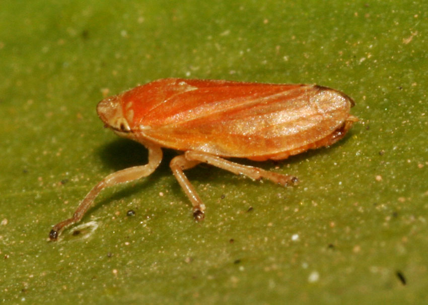 Philaenus spumarius bella....rubizza.