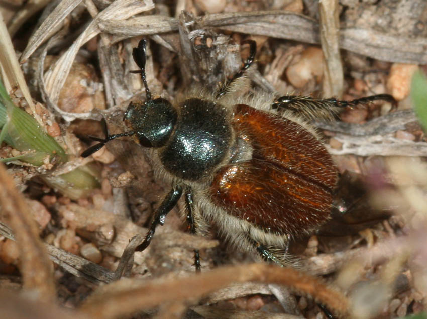 Maggiolino - Hemichaetoplia pallidipennis