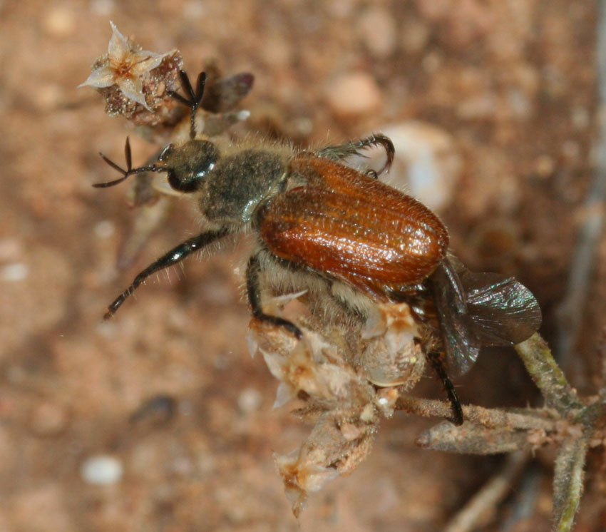 Maggiolino - Hemichaetoplia pallidipennis