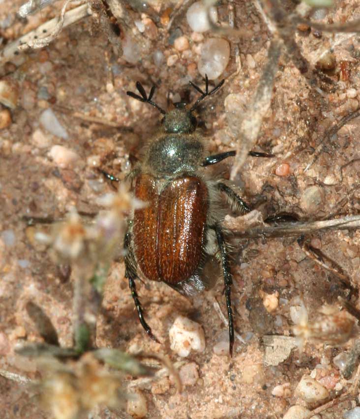 Maggiolino - Hemichaetoplia pallidipennis