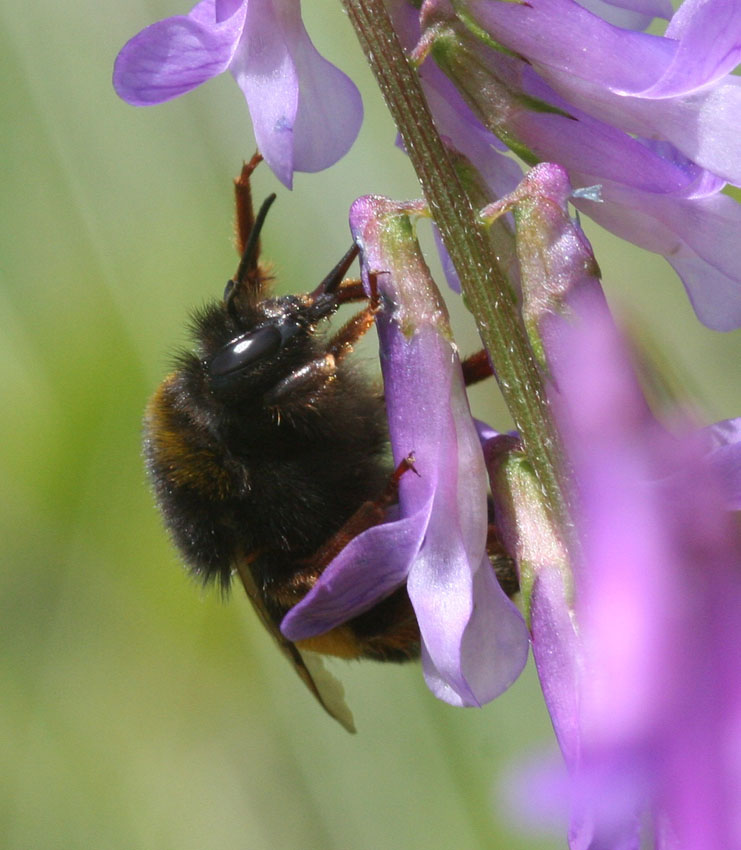 Nectar robbing: la scorciatoia del Bombus terrestris.