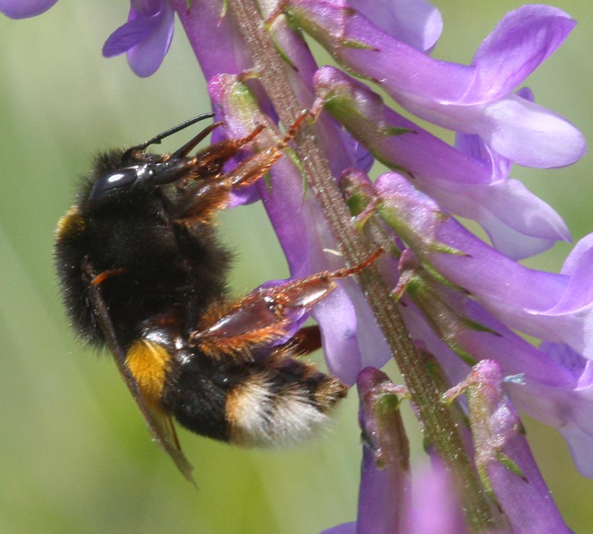 Nectar robbing: la scorciatoia del Bombus terrestris.