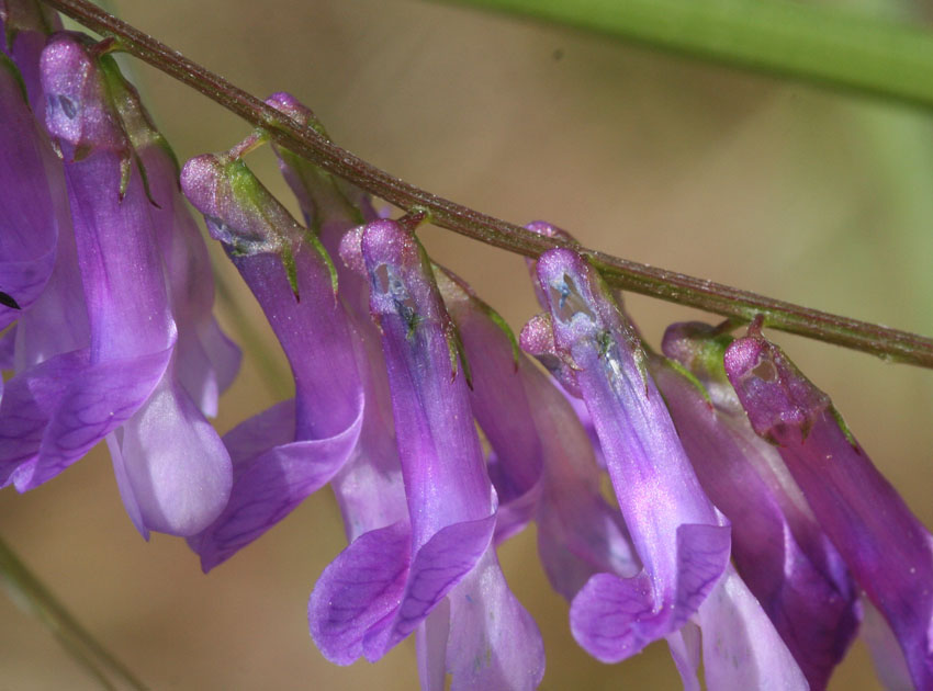 Nectar robbing: la scorciatoia del Bombus terrestris.