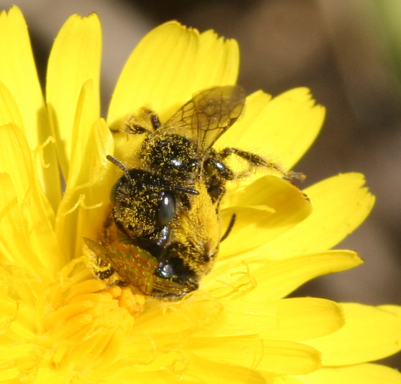 Panurgus sp. (Apidae Andreninae)