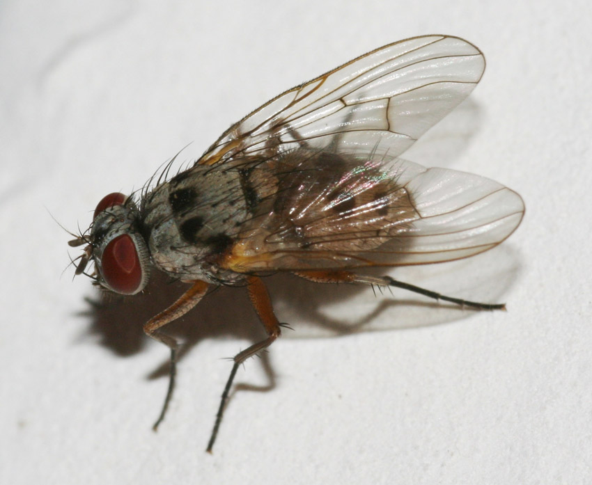 Helina clara F (Muscidae)