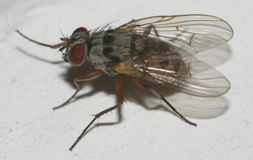 Helina clara F (Muscidae)