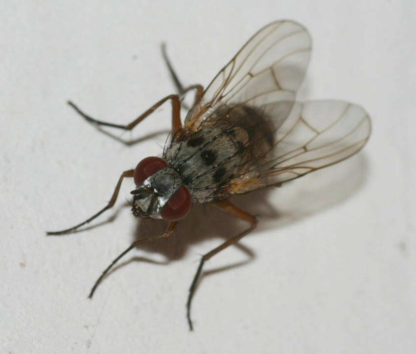 Helina clara F (Muscidae)