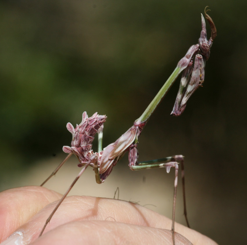 traveggole oppure empusa pennata di  due cm circa?